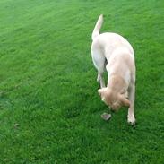 Labrador retriever Mambo aka sneuhyret