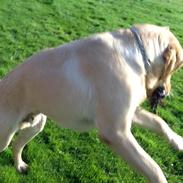 Labrador retriever Mambo aka sneuhyret