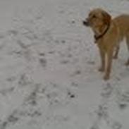 Labrador retriever Mambo aka sneuhyret