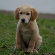 Golden retriever Bella