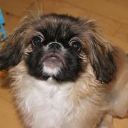 Pekingeser Bella