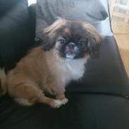 Pekingeser Bella