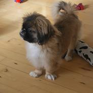 Pekingeser Bella