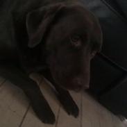 Labrador retriever ninka