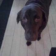 Labrador retriever ninka