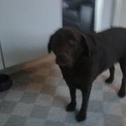 Labrador retriever ninka