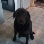 Labrador retriever ninka