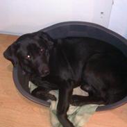 Labrador retriever Pumba (stubbe)