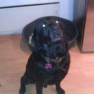 Labrador retriever Pumba (stubbe)