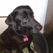 Labrador retriever Pumba (stubbe)