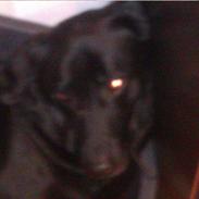 Labrador retriever Pumba (stubbe)