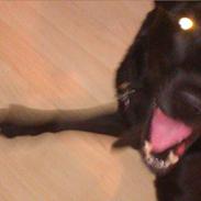 Labrador retriever Pumba (stubbe)