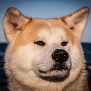 Akita inu Akio