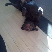 Labrador retriever ninka