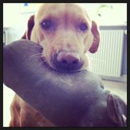 Labrador retriever Freja<3