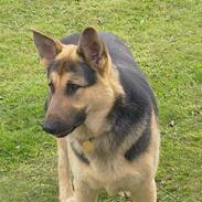 Schæferhund Vaks af Skikkild!