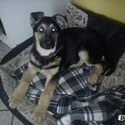 Schæferhund Vaks af Skikkild!