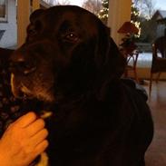 Labrador retriever Pelle