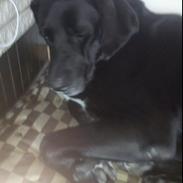 Labrador retriever Pelle