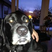 Labrador retriever Pelle