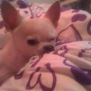 Chihuahua Frodo <3333