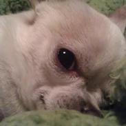 Chihuahua Frodo <3333