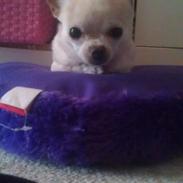 Chihuahua Frodo <3333