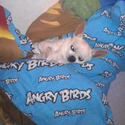 Chihuahua Frodo <3333