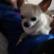 Chihuahua Frodo <3333