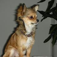 Chihuahua Cilla