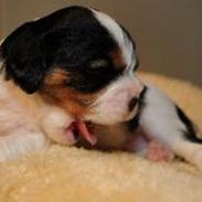 Cavalier king charles spaniel Plet