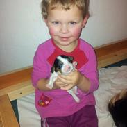 Cavalier king charles spaniel Plet