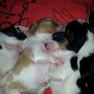 Cavalier king charles spaniel Plet