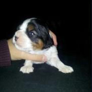 Cavalier king charles spaniel Plet