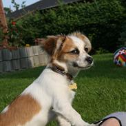 Blanding af racer Milo