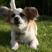 Blanding af racer Milo