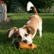 Blanding af racer Milo