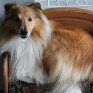 Shetland sheepdog Buller