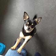Chihuahua Bella (Ravns Fiona)