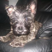 Cairn terrier simba