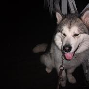 Alaskan malamute fenris