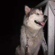 Alaskan malamute fenris