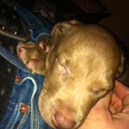 Blanding af racer Kiwi