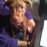 Blanding af racer Kiwi