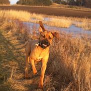 Blanding af racer Tiko