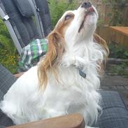 Blanding af racer Niki