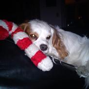 Blanding af racer Niki