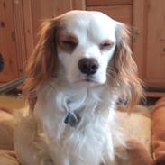 Blanding af racer Niki