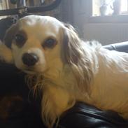 Blanding af racer Niki