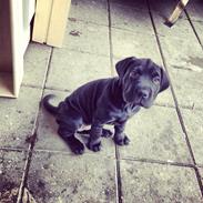 Blanding af racer Bella